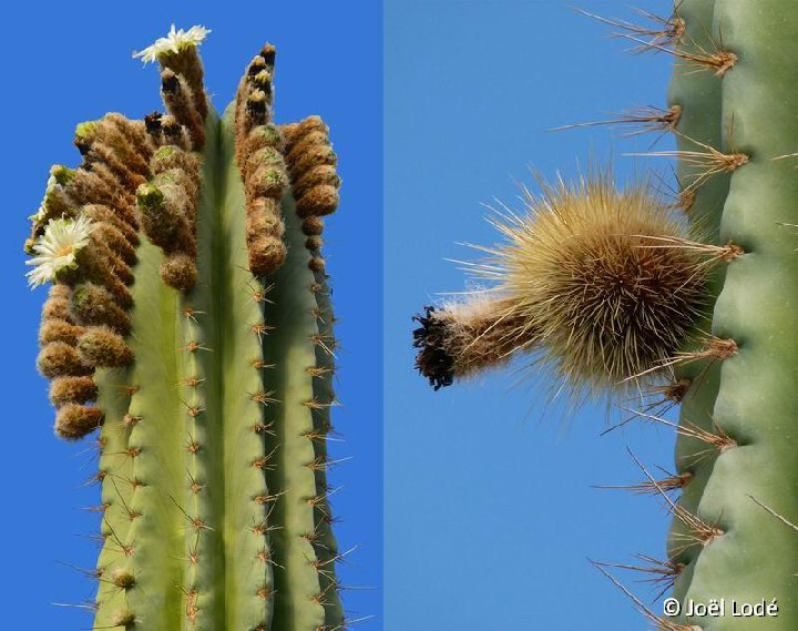 Pachycereus grandis JLcoll.3682